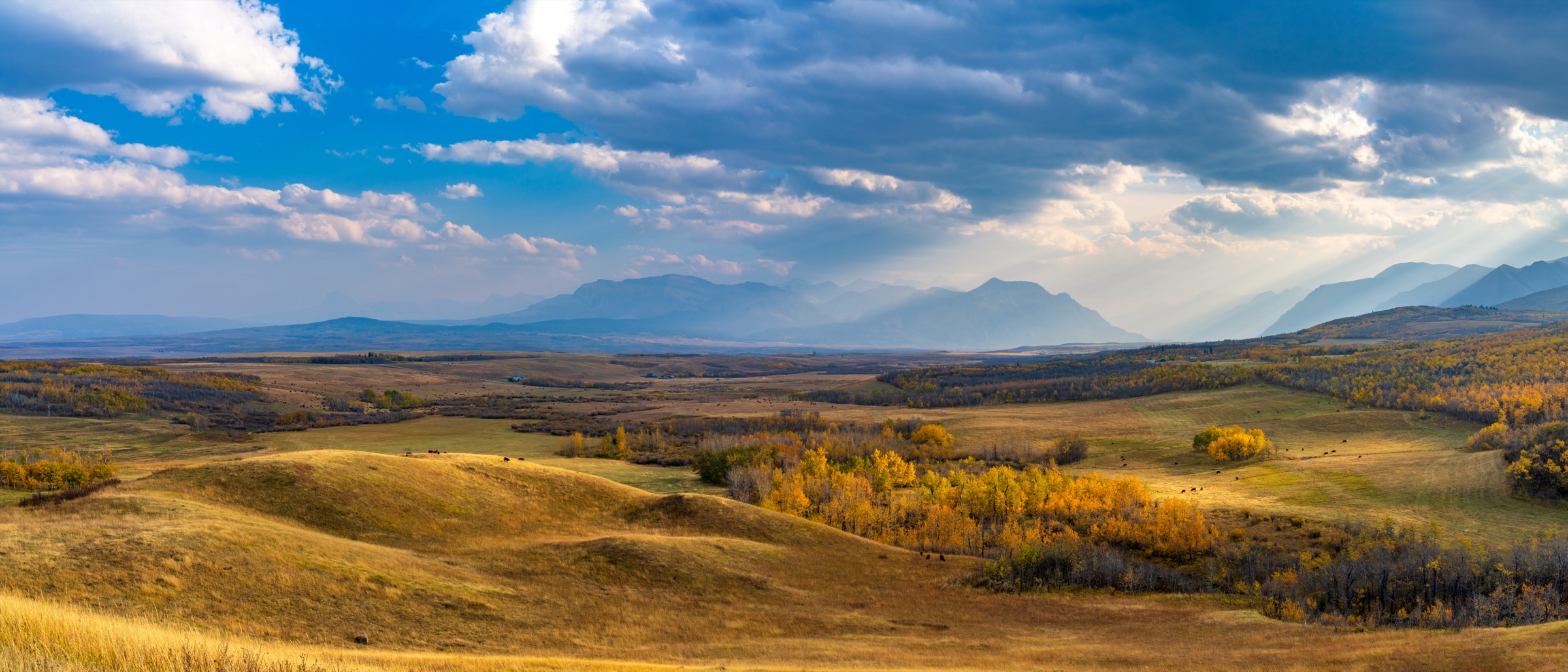 Southern Alberta foothills in autumn, with the Rocky Mountains on the horizon